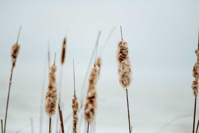 A frame photograph of Balrush plants, for sale by Rachel Sue
