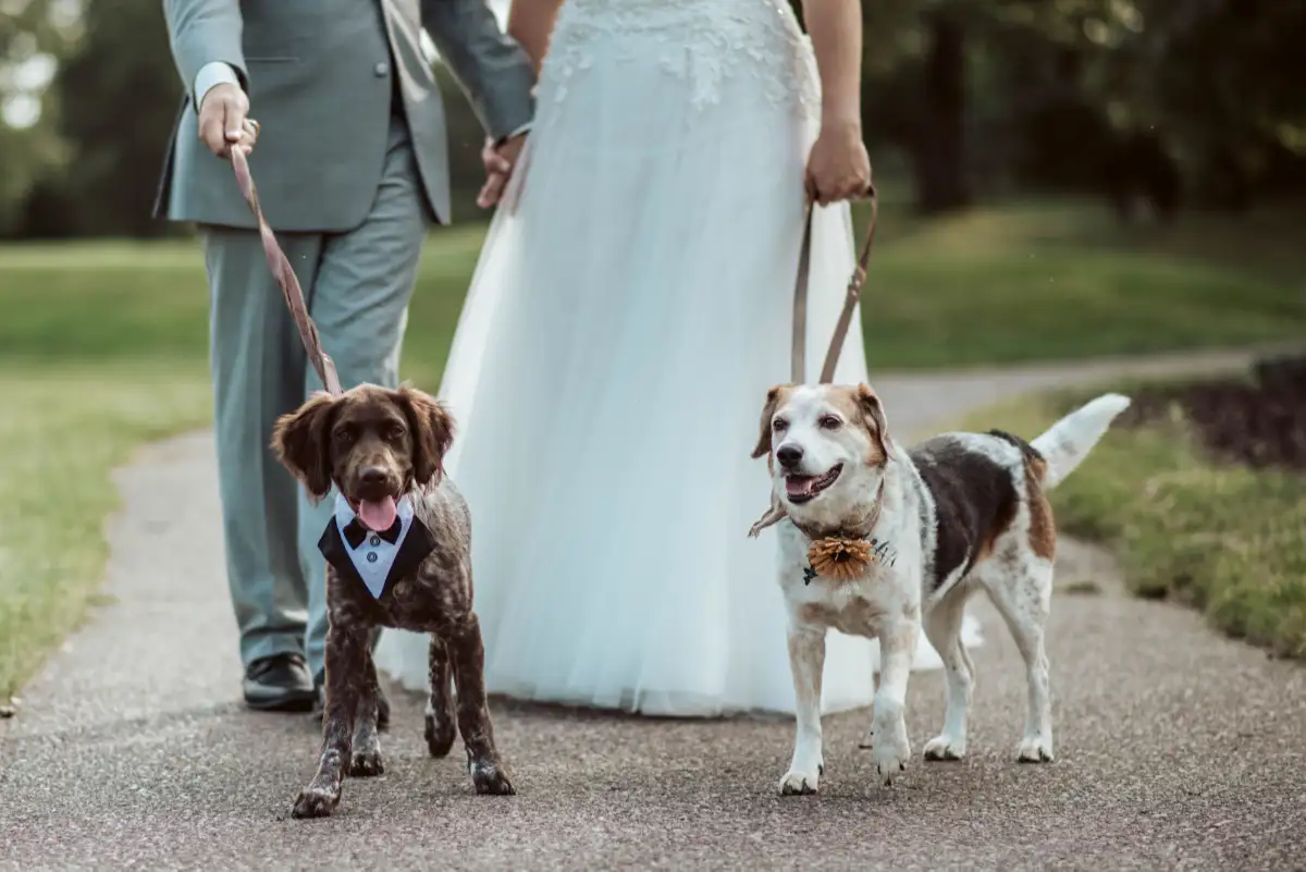 A bride and groom with their two dogs on a leash