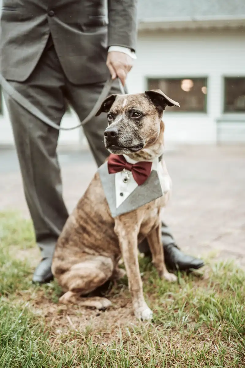 A dog wearing a wedding tuxedo
